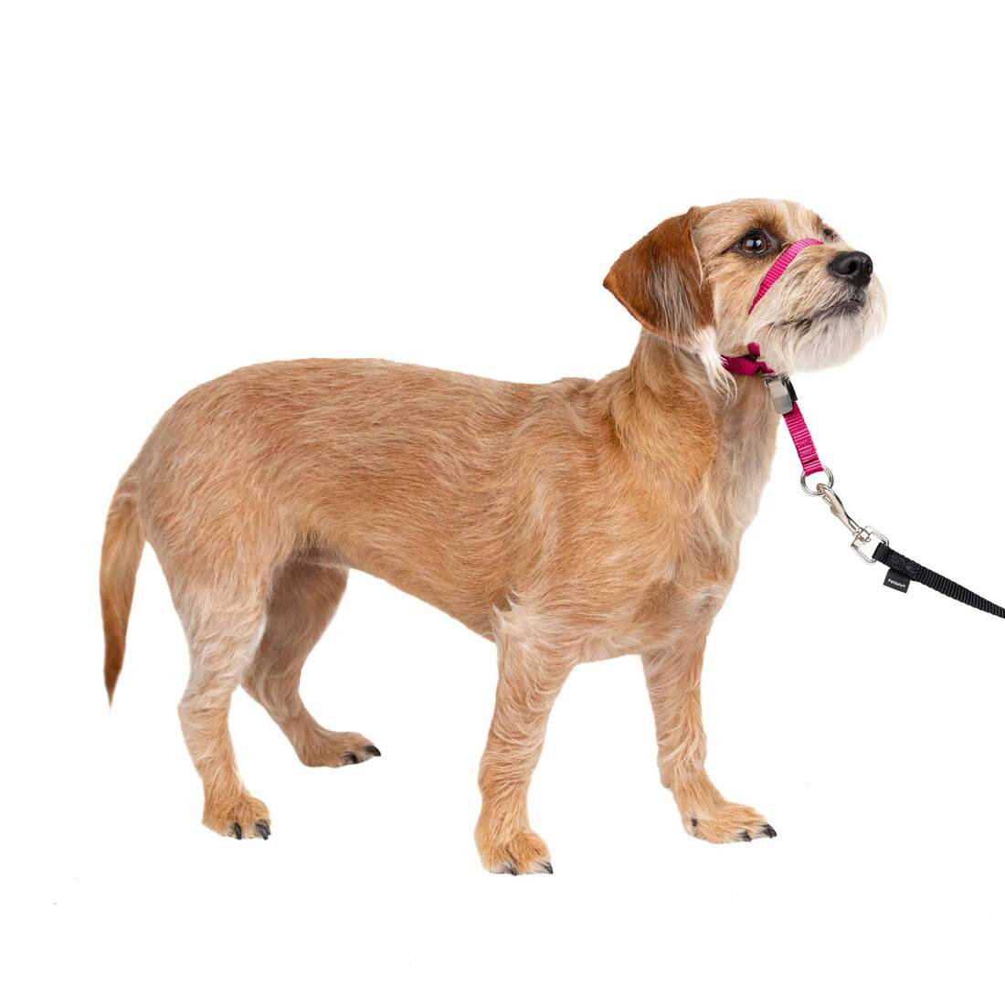 PetSafe® Gentle Leader® Headcollar - Image 4