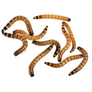 Top Hat Mealworms - Not Available For Delivery