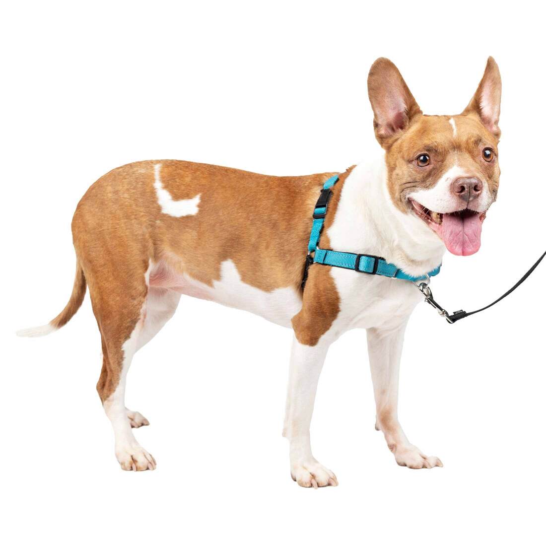 PetSafe® Training Deluxe Easy Walk Harness
