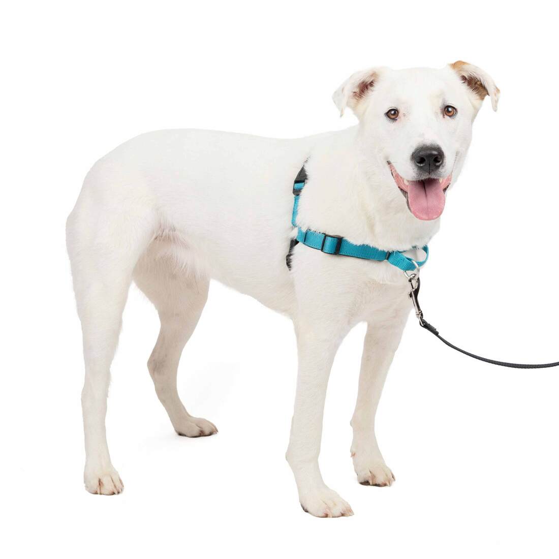 PetSafe® Training Deluxe Easy Walk Harness - Image 3