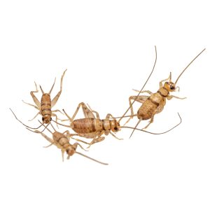 Crickets