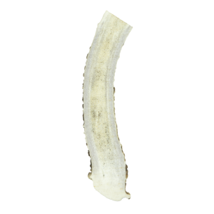 Wixom Ranch Natural Chews Split Deer Antler, Large, 1 Count