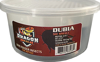 Dragon Lair Dubia Roaches, Small - Not Available For Delivery - Image 2