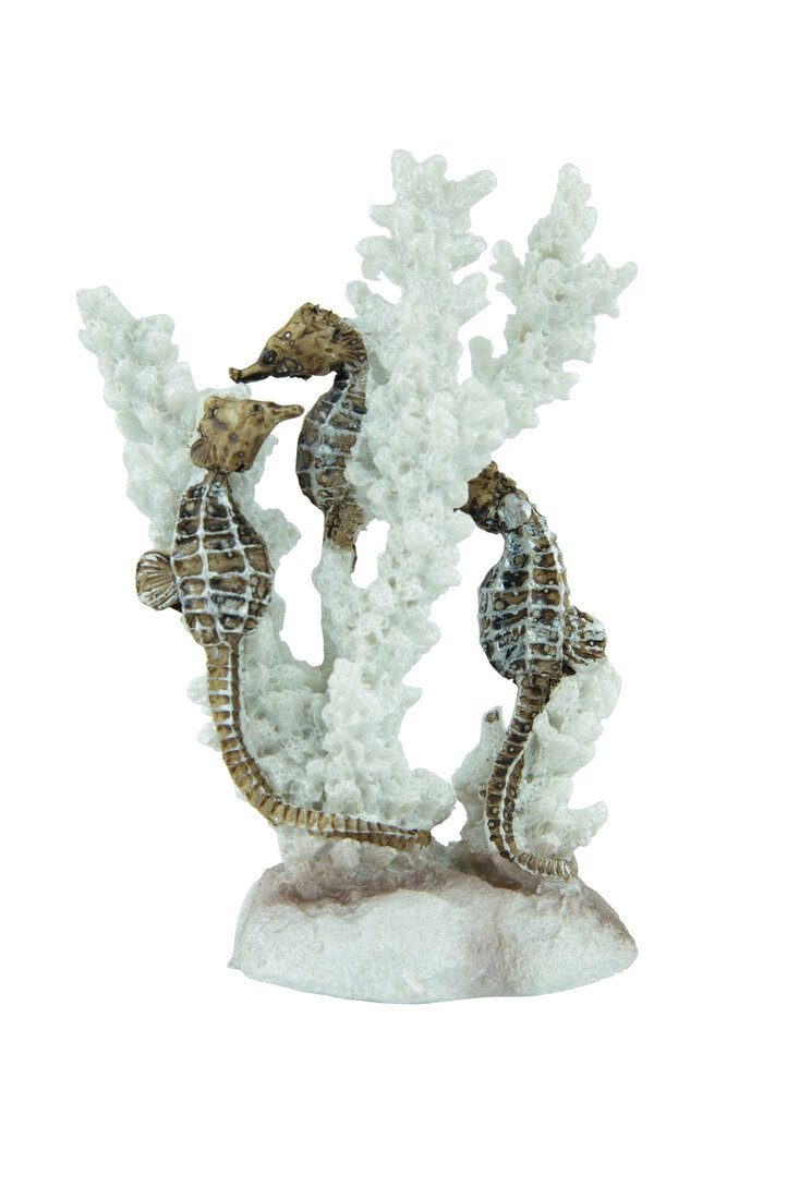 Fins First Seahorses And Coral