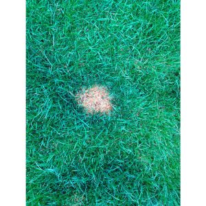 PetSafe® Lawn Protector Water Pucks