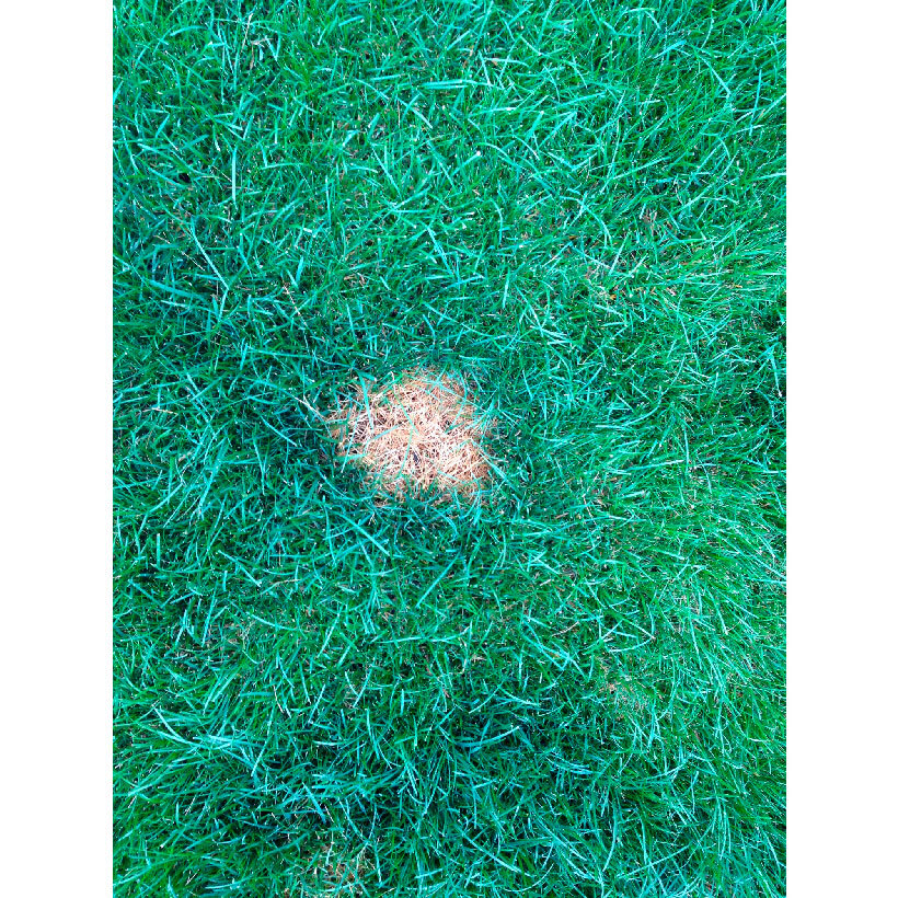 PetSafe® Lawn Protector Water Pucks