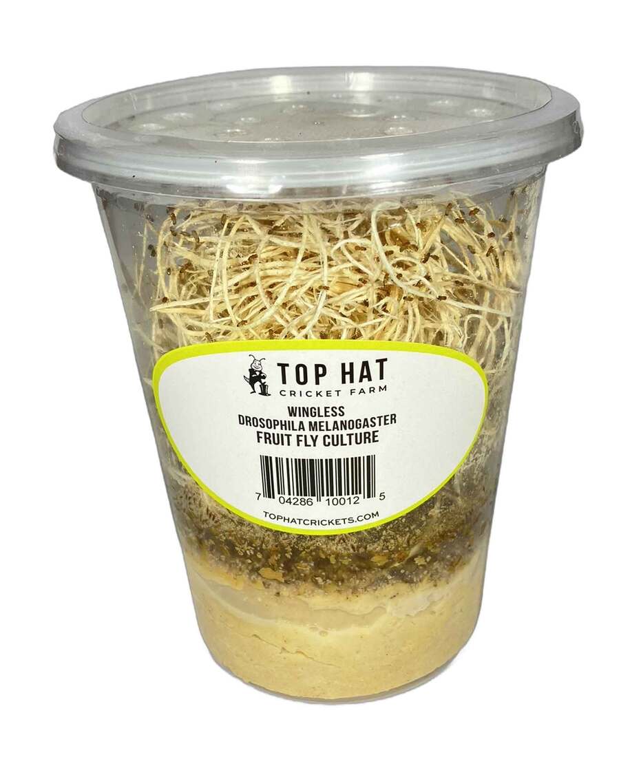 Top Hat Fruit Fly Culture, 32 Ounces - Not Available For Delivery