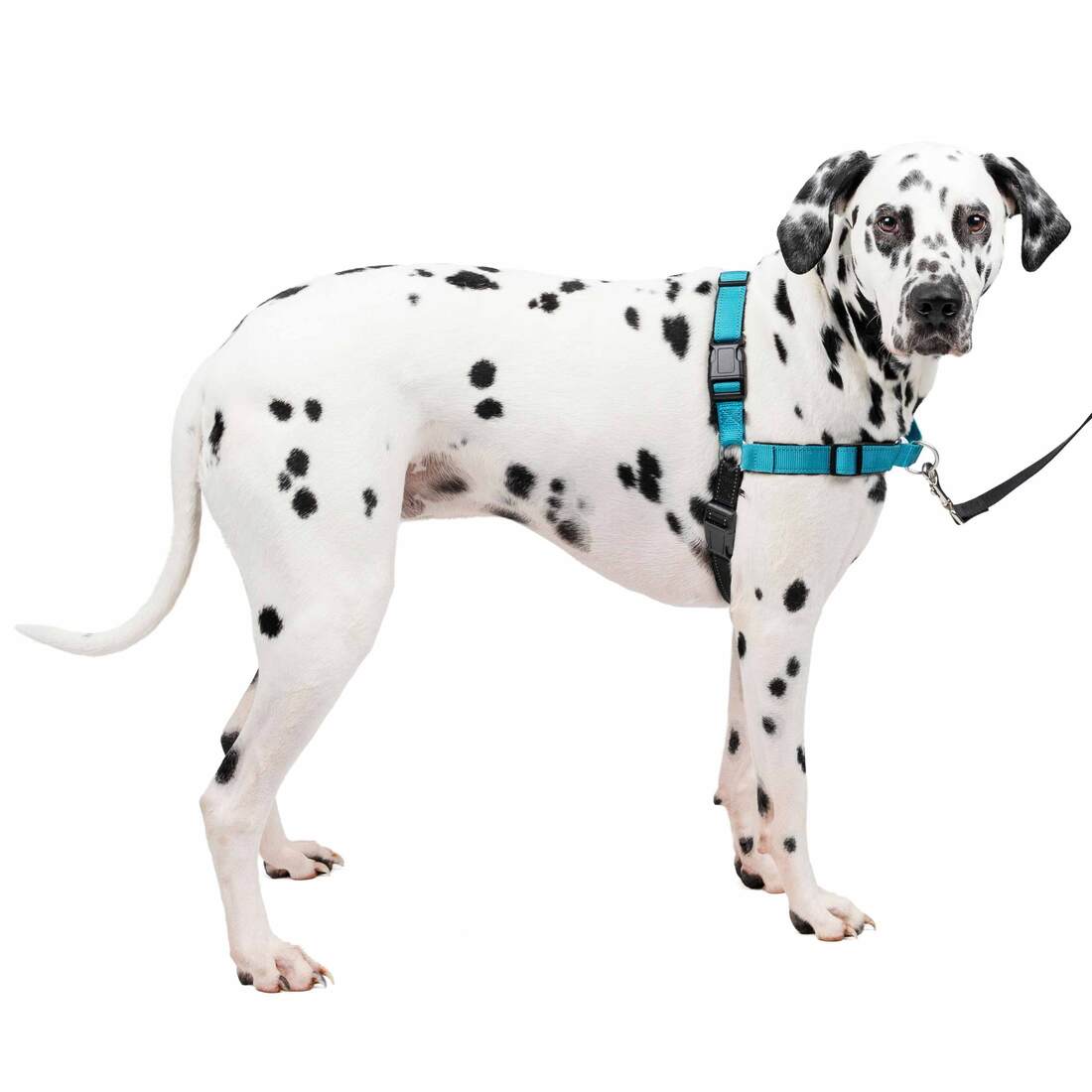 PetSafe® Training Deluxe Easy Walk Harness - Image 2