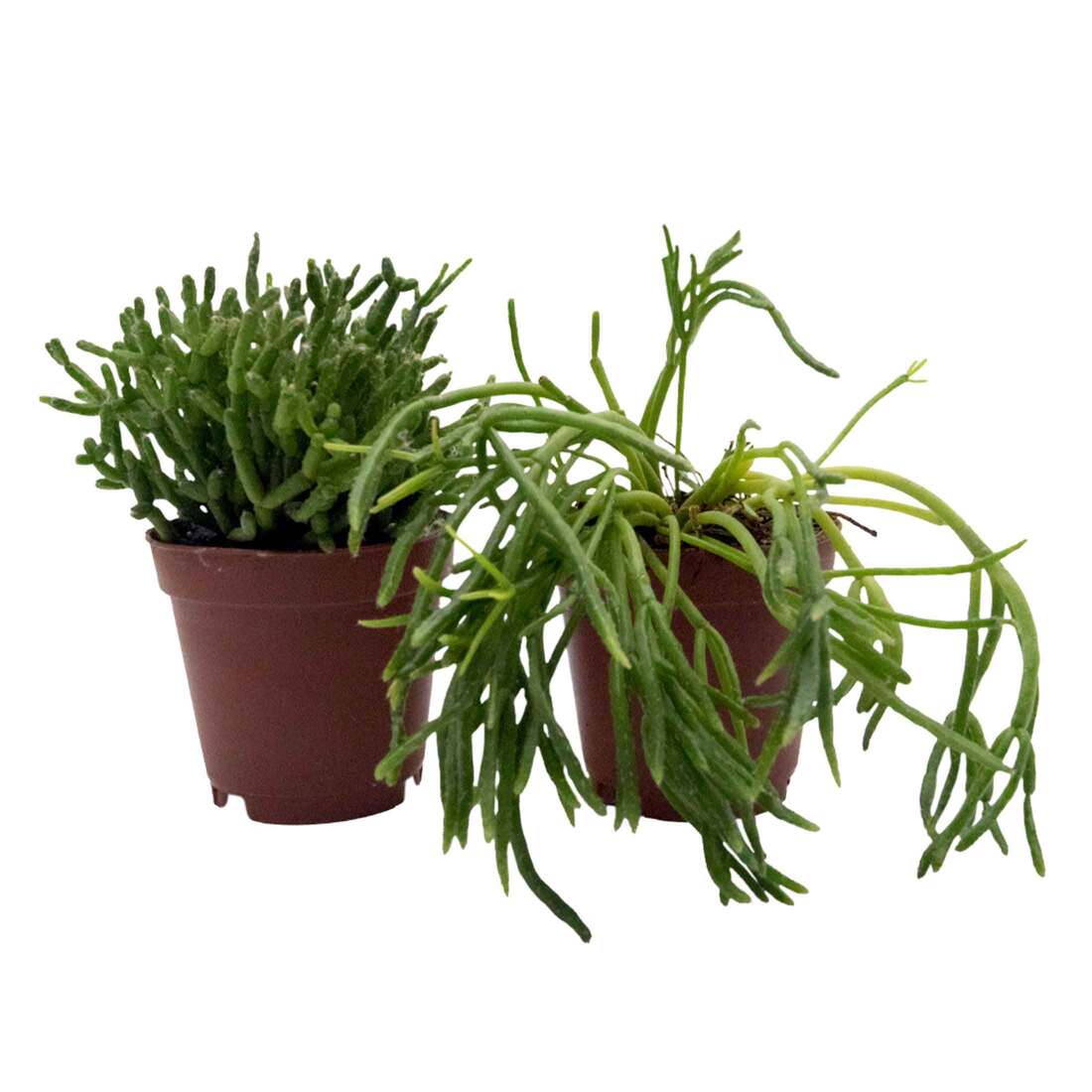 Reptifauna Rhipsalis, Assorted - Not Available For Delivery