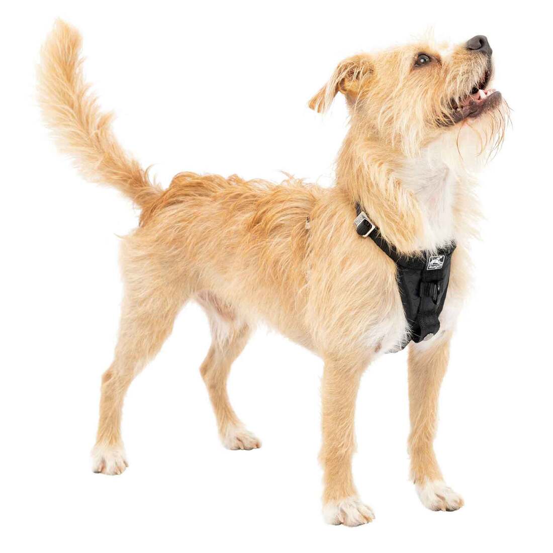 Kurgo Enhanced Strength Tru-Fit Smart Dog Harness With Steel Nesting Buckles - Image 4