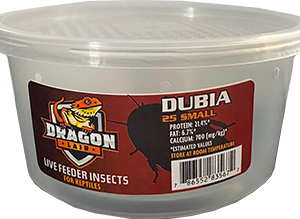 Dragon Lair Dubia Roaches, Small - Not Available For Delivery