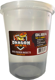 Dragon Lair Dubia Roaches, Large - Not Available For Delivery - Image 2