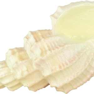 Fins First Aquarium Décor, Conch Shell, Small