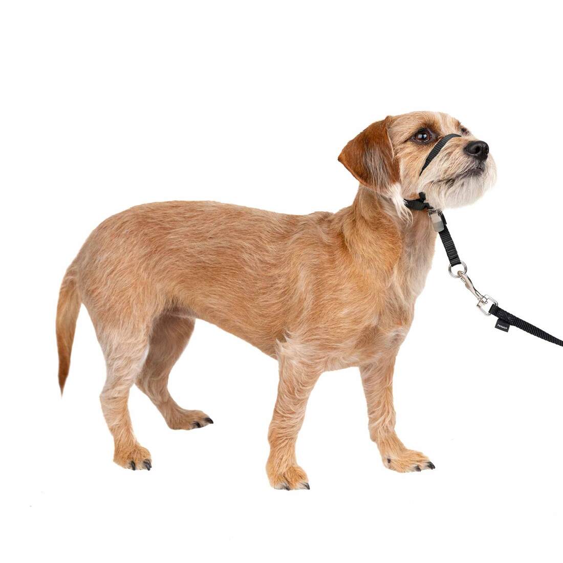 PetSafe® Gentle Leader® Headcollar - Image 3