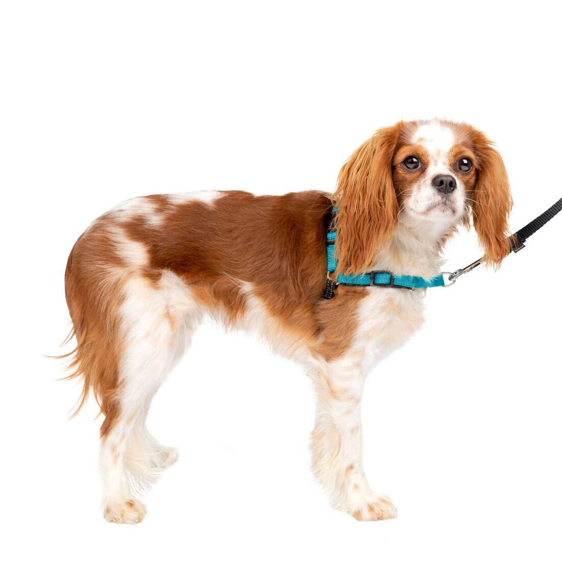 PetSafe® Training Deluxe Easy Walk Harness - Image 4