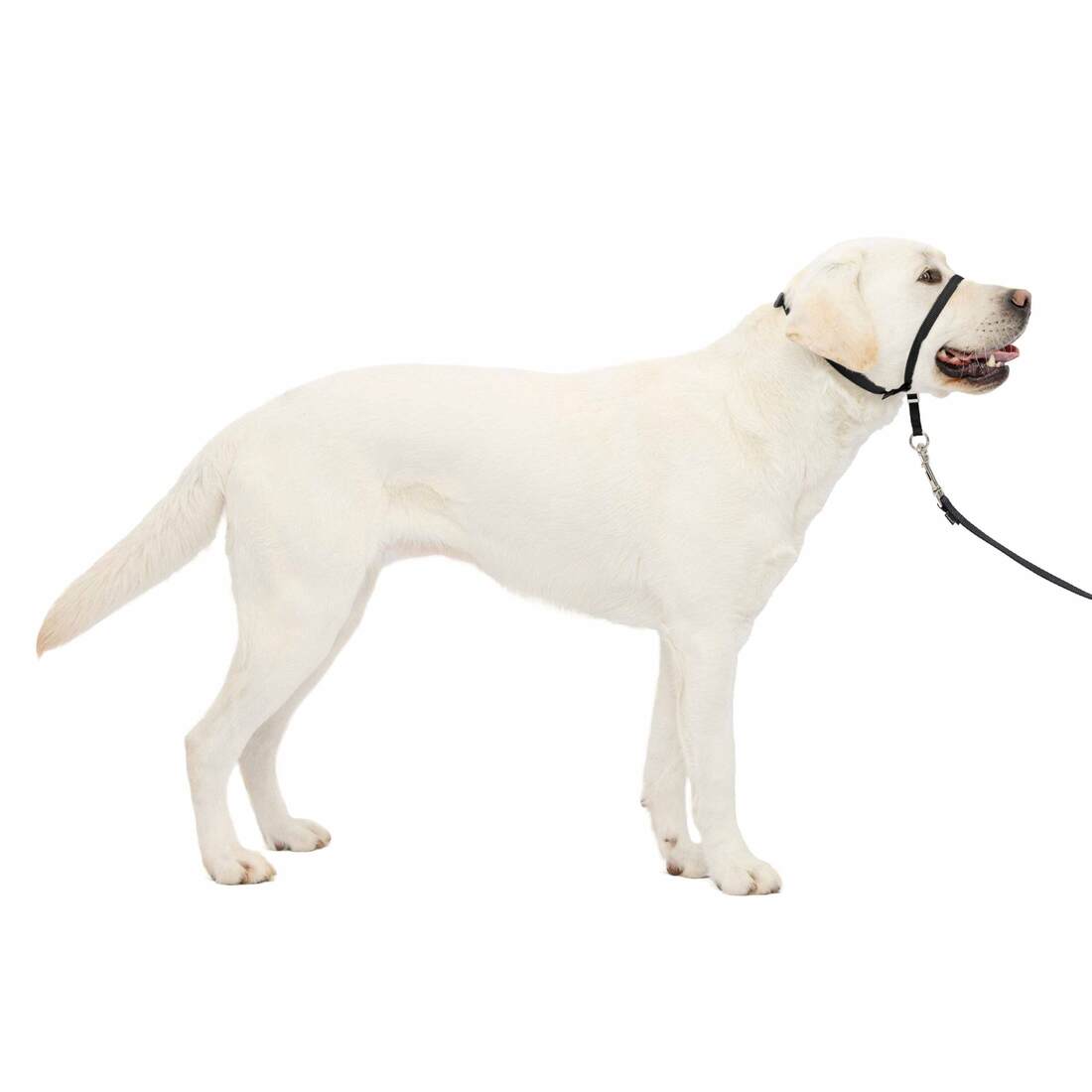 PetSafe® Gentle Leader® Headcollar - Image 2